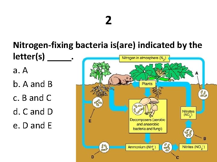 2 Nitrogen-fixing bacteria is(are) indicated by the letter(s) _____. a. A b. A and