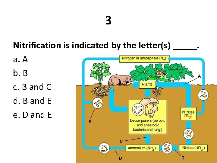 3 Nitrification is indicated by the letter(s) _____. a. A b. B c. B