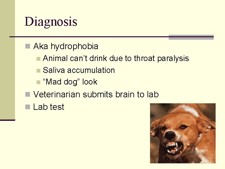 Diagnosis Aka hydrophobia Animal can’t drink due to throat paralysis Saliva accumulation “Mad dog”