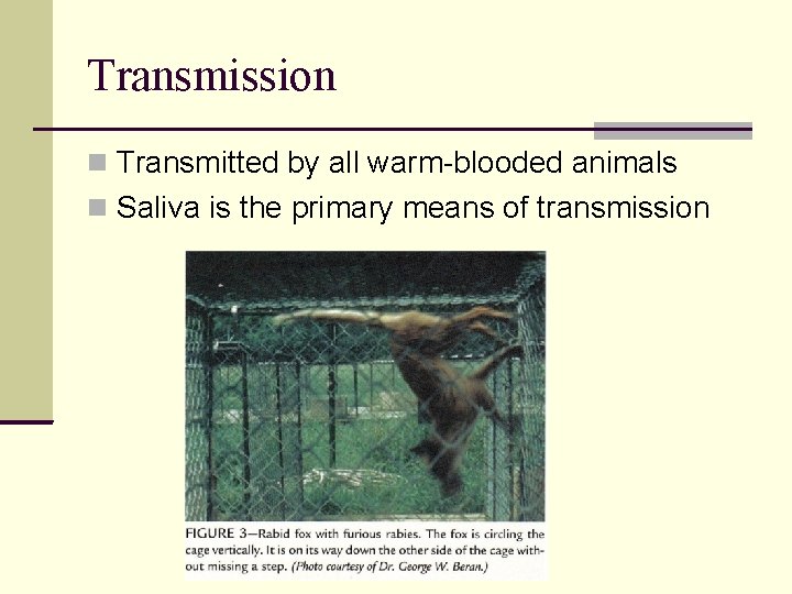 Transmission Transmitted by all warm-blooded animals Saliva is the primary means of transmission 