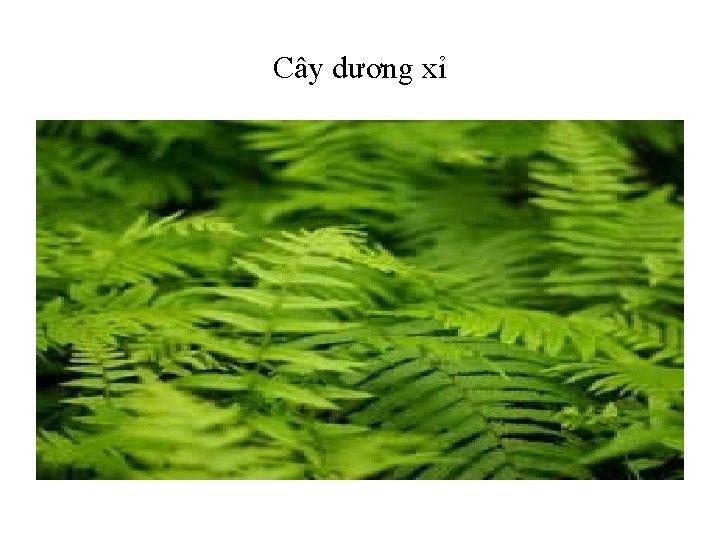 Cây dương xỉ 