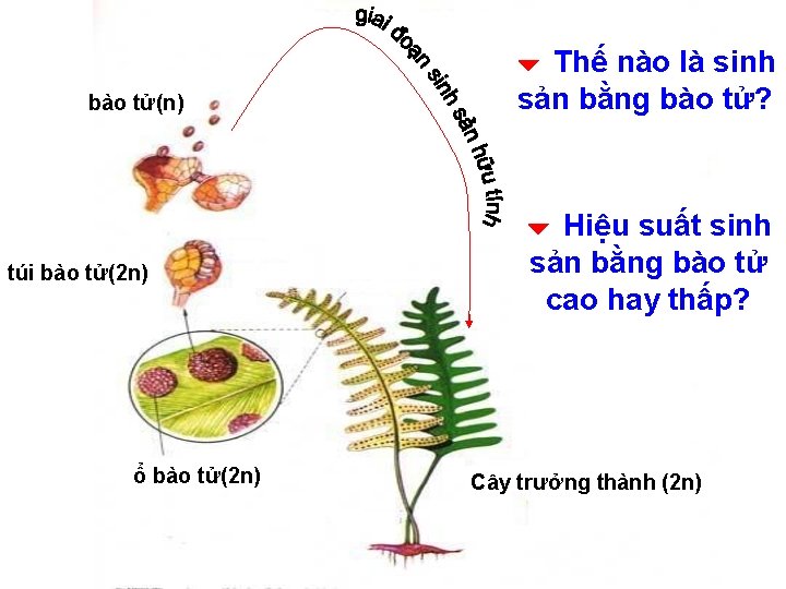 bào tử(n) túi bào tử(2 n) ổ bào tử(2 n) Thế nào là sinh