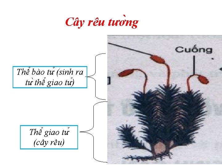 Cây rêu tươ ng Thê bào tư (sinh ra tư thê giao tư )