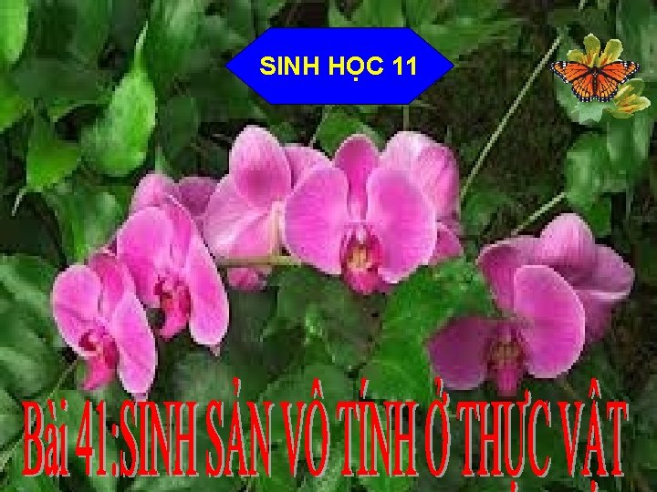 SINH HỌC 11 