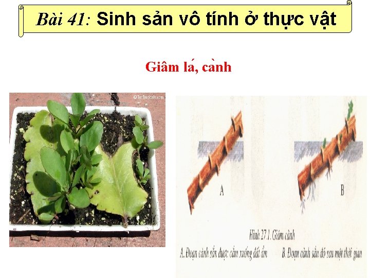 Bài 41: Sinh sản vô tính ở thực vật Giâm la , ca nh