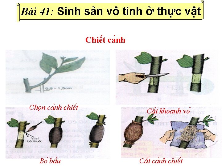 Bài 41: Sinh sản vô tính ở thực vật Chiê t ca nh Cho