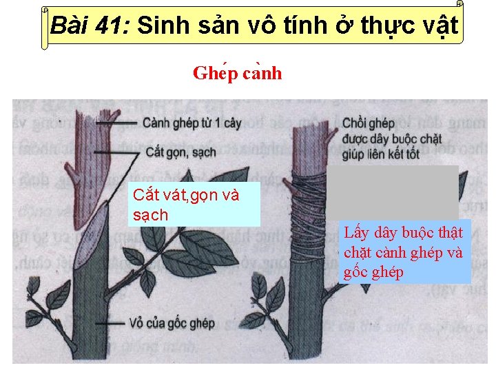 Bài 41: Sinh sản vô tính ở thực vật Ghe p ca nh Cắt