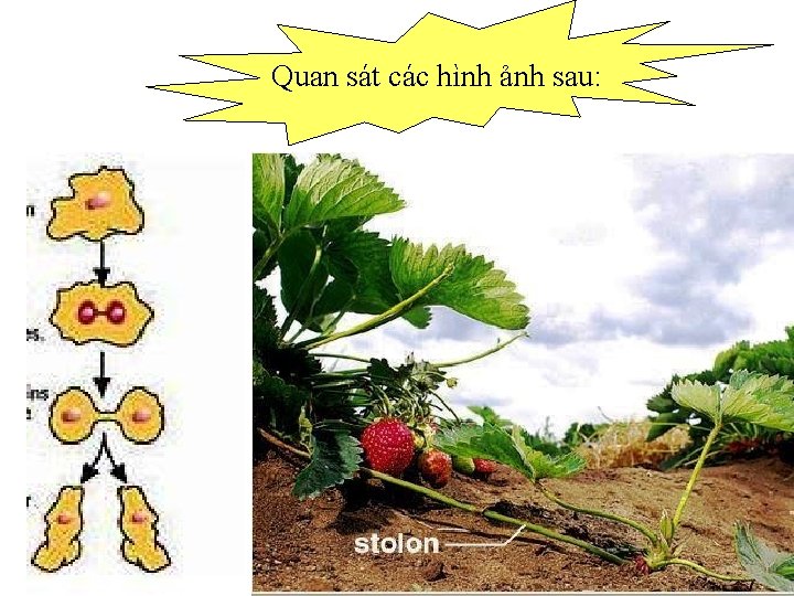 Quan sát các hình ảnh sau: 