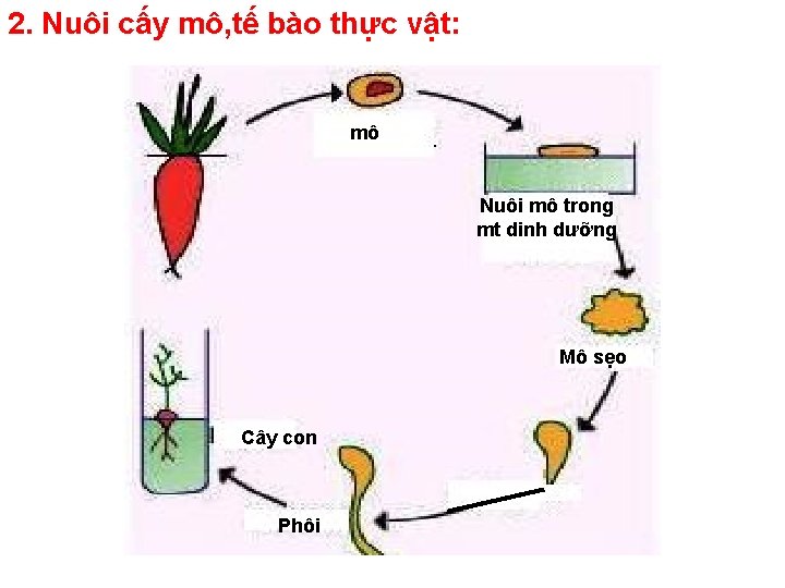 2. Nuôi cấy mô, tế bào thực vật: mô Nuôi mô trong mt dinh