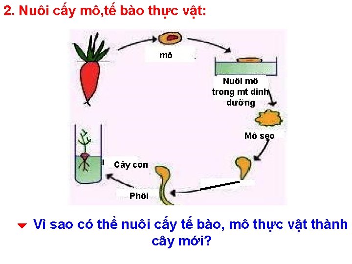 2. Nuôi cấy mô, tế bào thực vật: mô Nuôi mô trong mt dinh