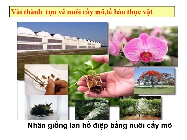 Vài thành tựu về nuôi cấy mô, tế bào thực vật Nhân giống lan