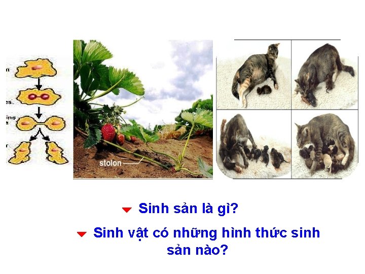  Sinh sản là gì? Sinh vật có những hình thức sinh sản nào?