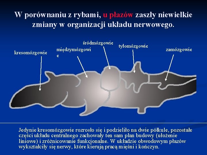 W porównaniu z rybami, u płazów zaszły niewielkie zmiany w organizacji układu nerwowego. kresomózgowie