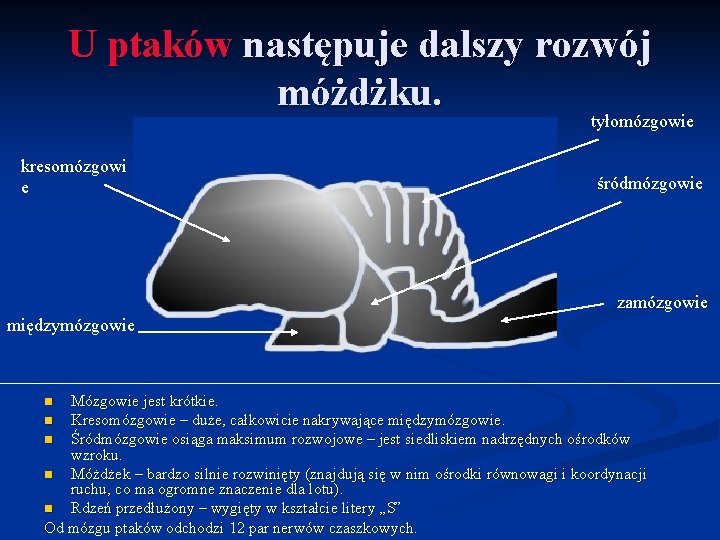 U ptaków następuje dalszy rozwój móżdżku. tyłomózgowie kresomózgowi e śródmózgowie zamózgowie międzymózgowie Mózgowie jest