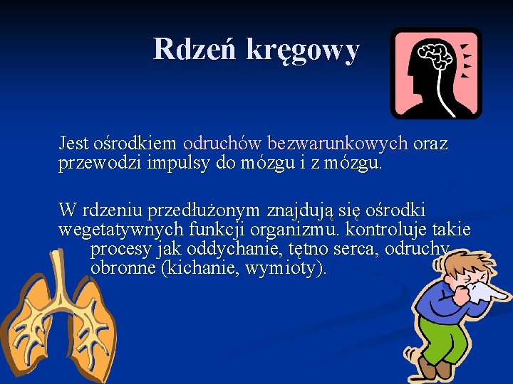 Rdzeń kręgowy Jest ośrodkiem odruchów bezwarunkowych oraz przewodzi impulsy do mózgu i z mózgu.