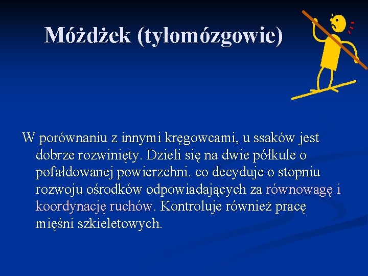 Móżdżek (tyłomózgowie) W porównaniu z innymi kręgowcami, u ssaków jest dobrze rozwinięty. Dzieli się