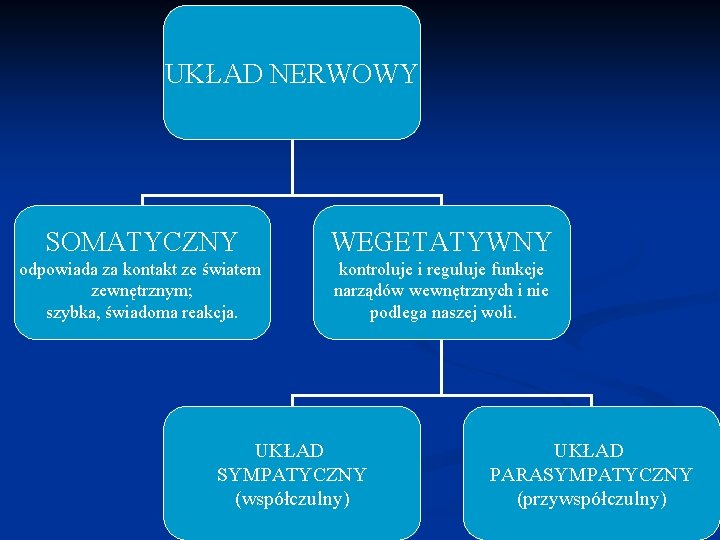 UKŁAD NERWOWY SOMATYCZNY WEGETATYWNY odpowiada za kontakt ze światem zewnętrznym; szybka, świadoma reakcja. kontroluje