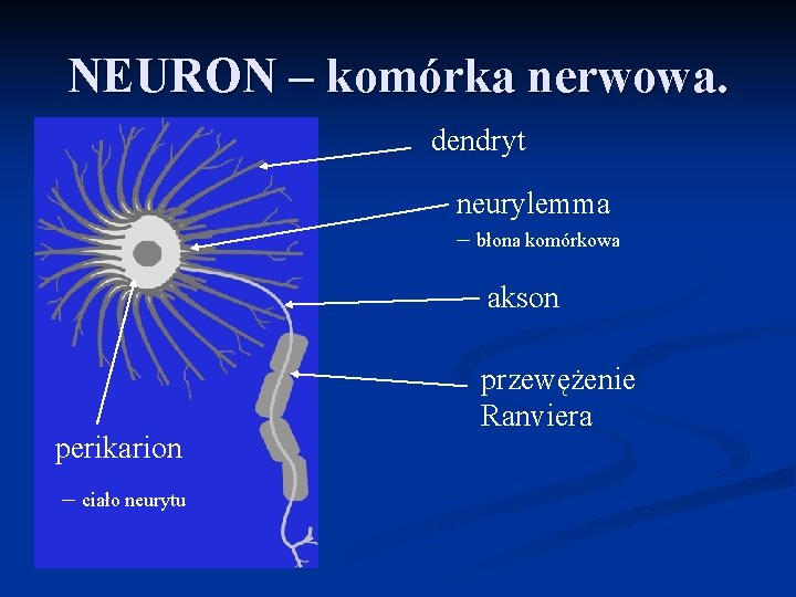 NEURON – komórka nerwowa. dendryt neurylemma – błona komórkowa akson perikarion – ciało neurytu