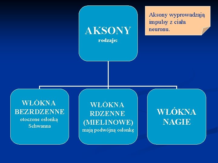 AKSONY Aksony wyprowadzają impulsy z ciała neuronu. rodzaje: WŁÓKNA BEZRDZENNE otoczone osłonką Schwanna WŁÓKNA