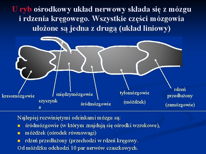 U ryb ośrodkowy układ nerwowy składa się z mózgu i rdzenia kręgowego. Wszystkie części