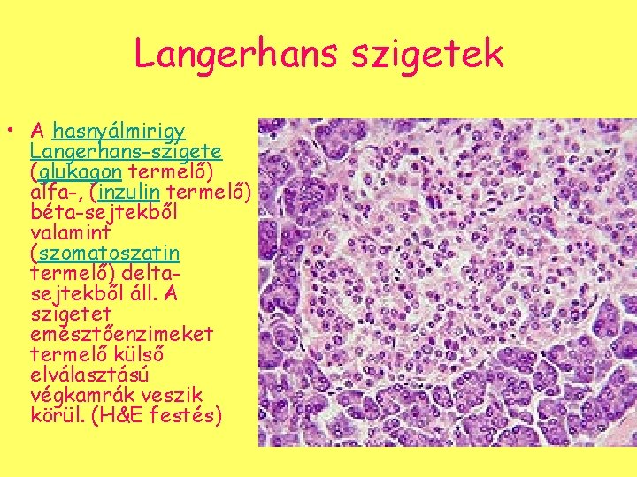 Langerhans szigetek • A hasnyálmirigy Langerhans-szigete (glukagon termelő) alfa-, (inzulin termelő) béta-sejtekből valamint (szomatoszatin