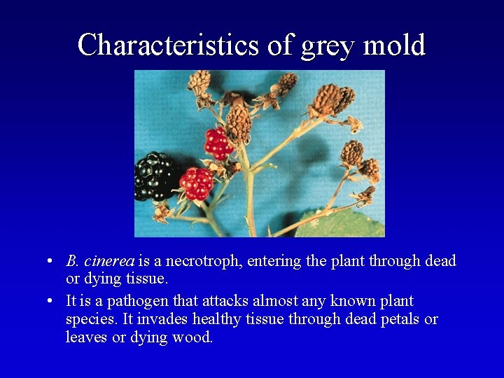 Characteristics of grey mold • B. cinerea is a necrotroph, entering the plant through