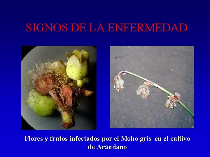 SIGNOS DE LA ENFERMEDAD Flores y frutos infectados por el Moho gris en el