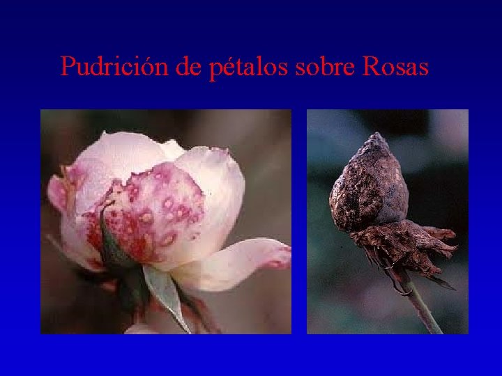 Pudrición de pétalos sobre Rosas 
