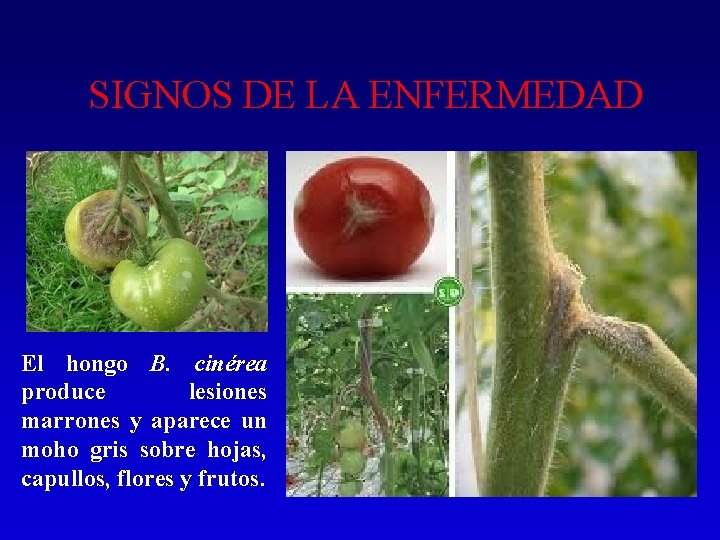 SIGNOS DE LA ENFERMEDAD El hongo B. cinérea produce lesiones marrones y aparece un