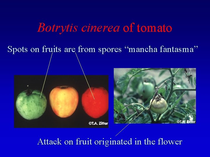Botrytis cinerea of tomato Spots on fruits are from spores “mancha fantasma” Attack on