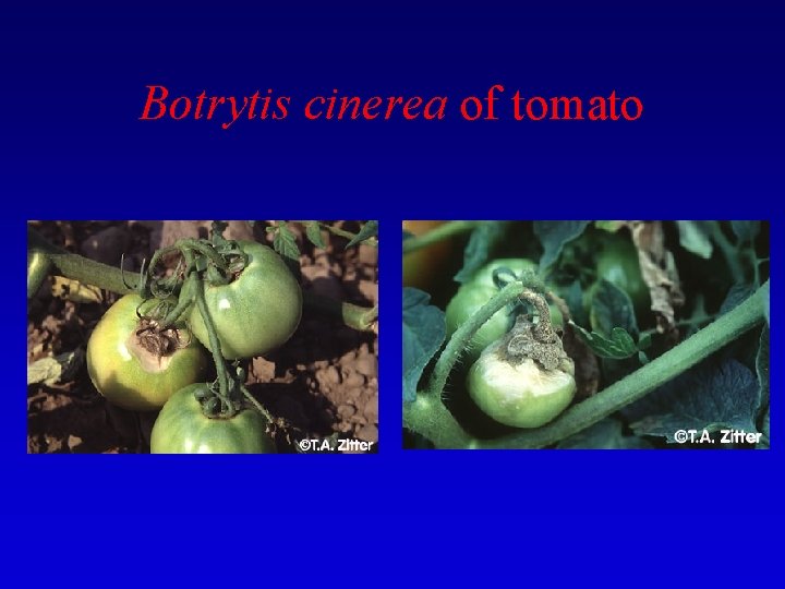 Botrytis cinerea of tomato 