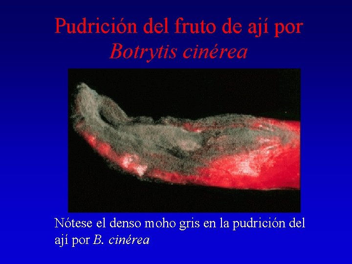 Pudrición del fruto de ají por Botrytis cinérea Nótese el denso moho gris en