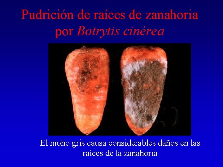 Pudrición de raíces de zanahoria por Botrytis cinérea El moho gris causa considerables daños