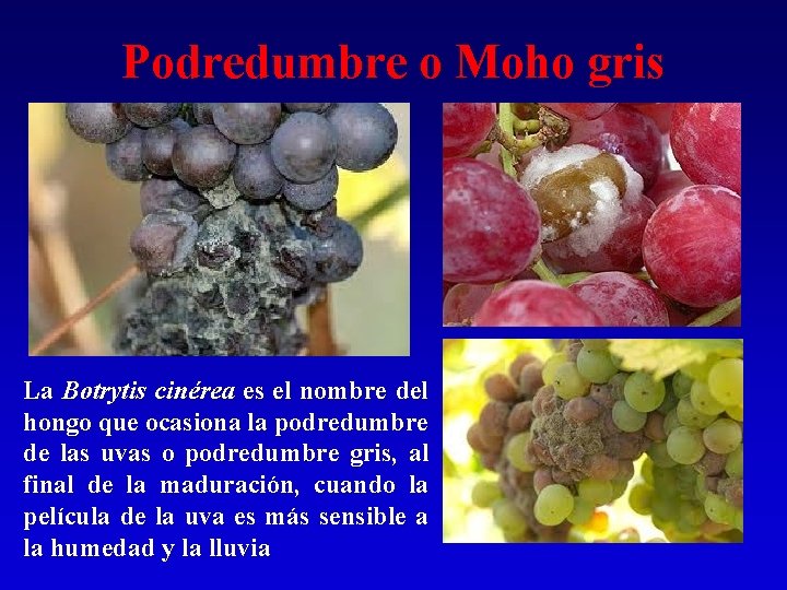 Podredumbre o Moho gris La Botrytis cinérea es el nombre del hongo que ocasiona