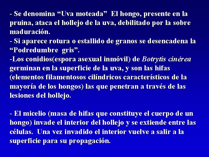 - Se denomina “Uva moteada” El hongo, presente en la pruina, ataca el hollejo