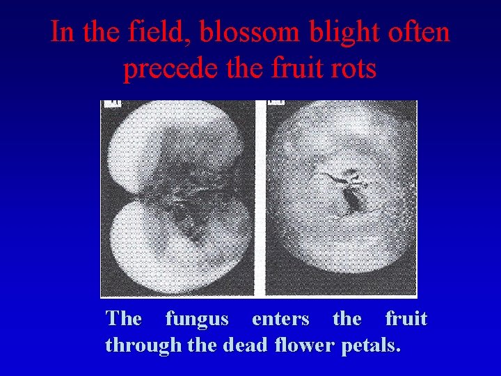 In the field, blossom blight often precede the fruit rots The fungus enters the