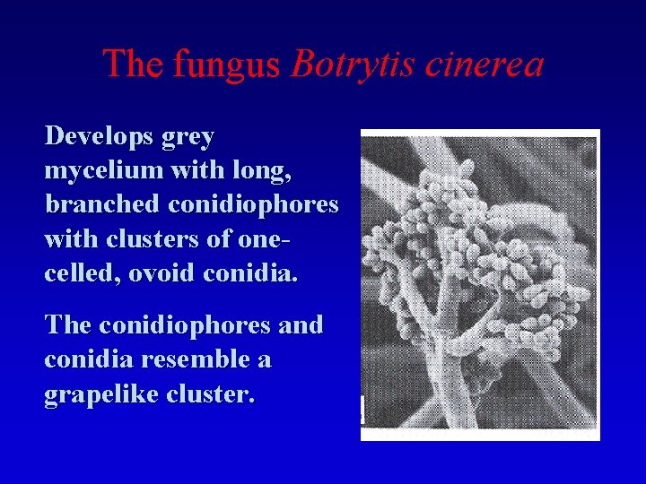 The fungus Botrytis cinerea Develops grey mycelium with long, branched conidiophores with clusters of
