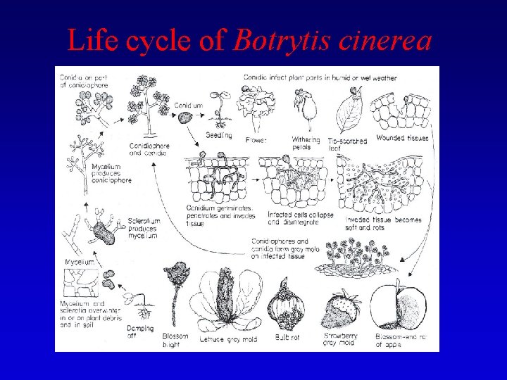 Life cycle of Botrytis cinerea 