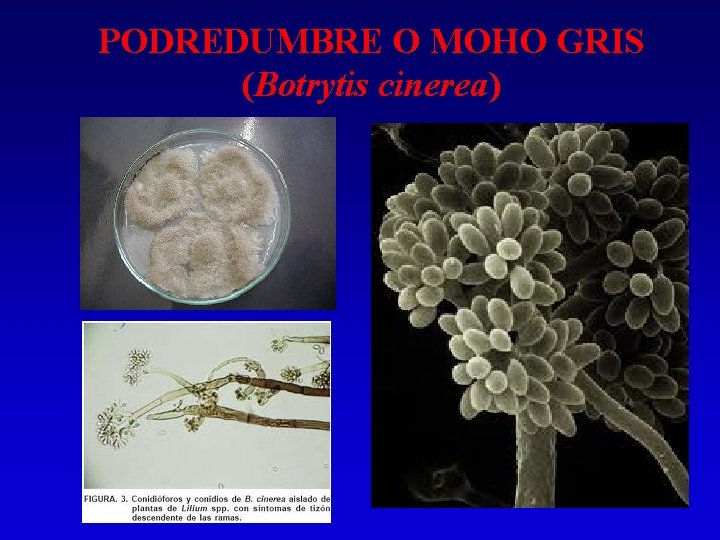 PODREDUMBRE O MOHO GRIS (Botrytis cinerea) 
