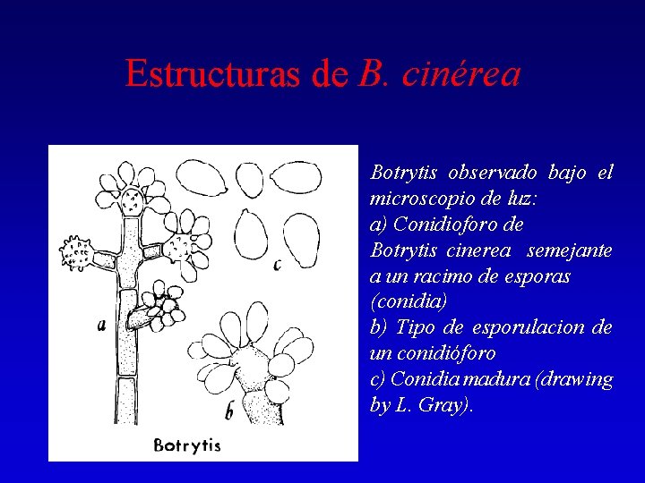Estructuras de B. cinérea Botrytis observado bajo el microscopio de luz: a) Conidioforo de