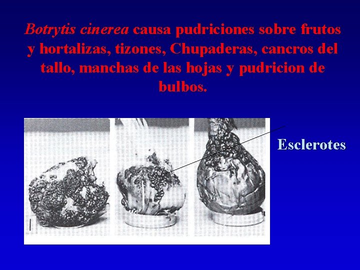 Botrytis cinerea causa pudriciones sobre frutos y hortalizas, tizones, Chupaderas, cancros del tallo, manchas