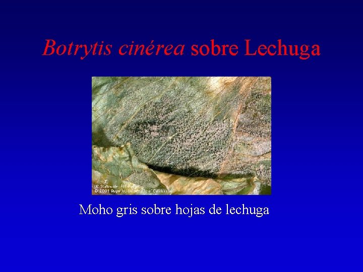 Botrytis cinérea sobre Lechuga Moho gris sobre hojas de lechuga 