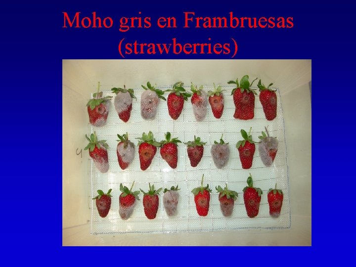 Moho gris en Frambruesas (strawberries) 