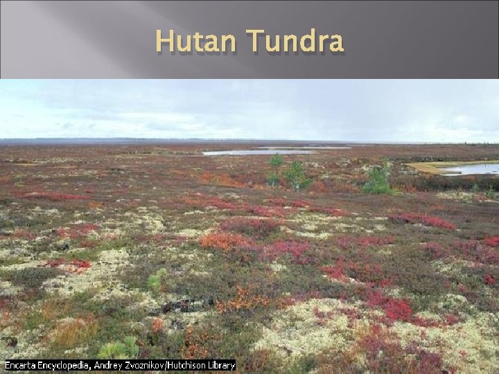 Hutan Tundra 