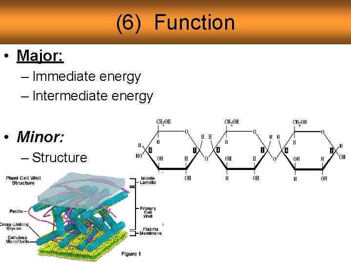 (6) Function • Major: – Immediate energy – Intermediate energy • Minor: – Structure