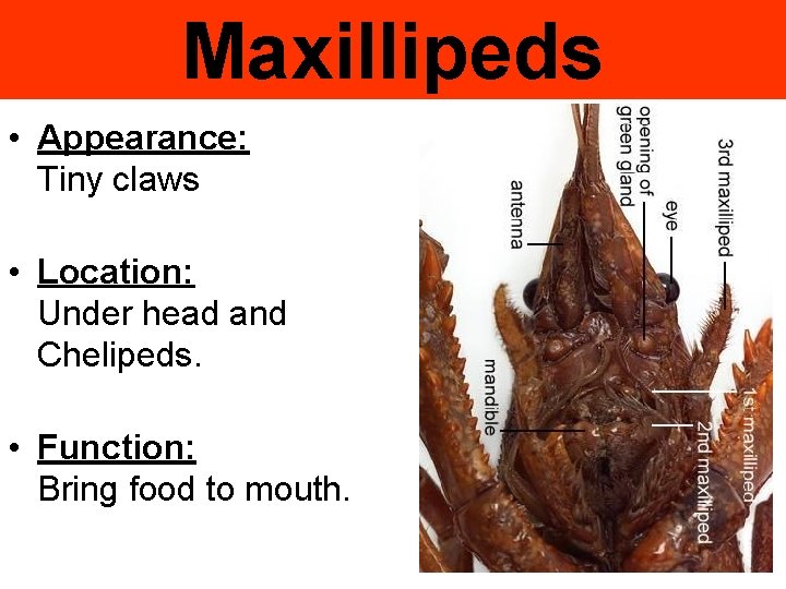 Maxillipeds • Appearance: Tiny claws • Location: Under head and Chelipeds. • Function: Bring