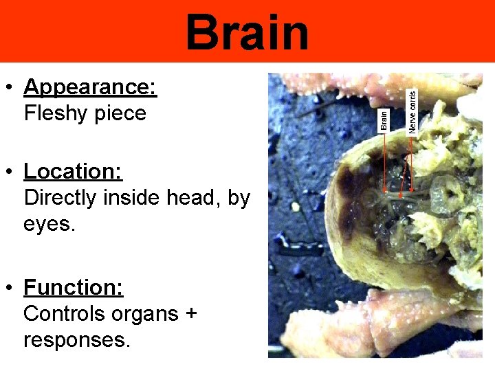 Brain • Appearance: Fleshy piece • Location: Directly inside head, by eyes. • Function: