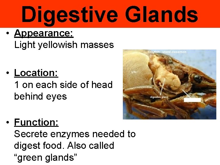 Digestive Glands • Appearance: Light yellowish masses • Location: 1 on each side of