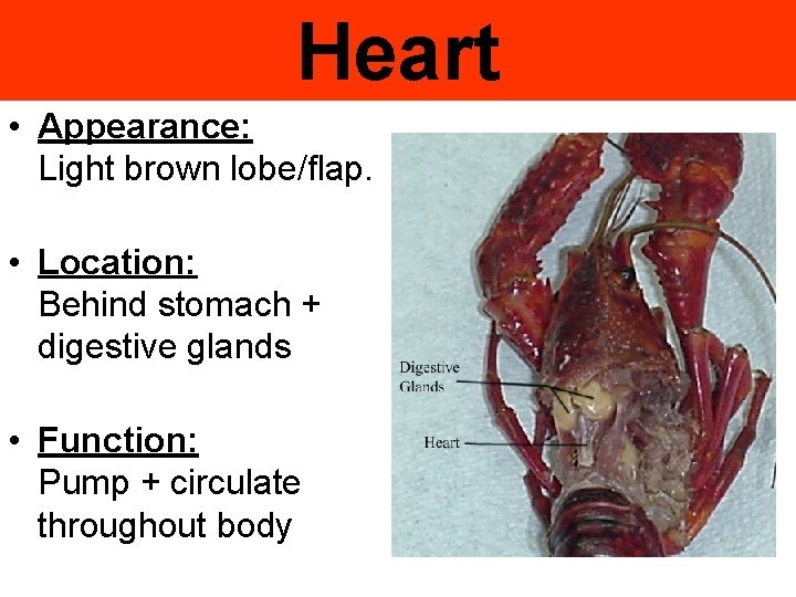 Heart • Appearance: Light brown lobe/flap. • Location: Behind stomach + digestive glands •
