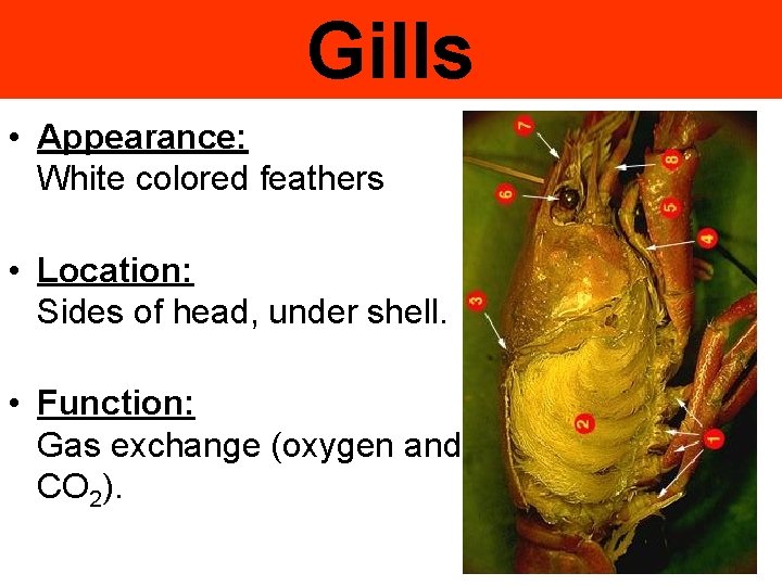 Gills • Appearance: White colored feathers • Location: Sides of head, under shell. •